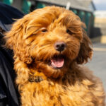 Gårdfest d. 09-08-2025: Fotograf Anita Ósk Hilmarsdóttir Fastrup og Kim Fastrup taselvfoto.dk